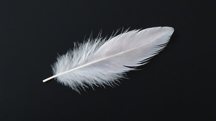 Obraz premium Single white feather on black background.