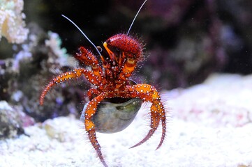 tropical and colorful fishes swimming underwater in aquarium