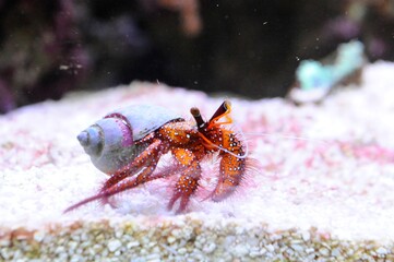 tropical and colorful fishes swimming underwater in aquarium