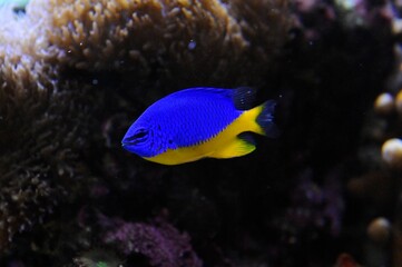 Obraz premium fish swimming in aquarium, underwater life, 