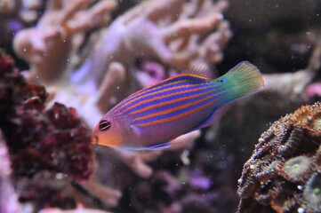 fish swimming in aquarium, underwater life, 