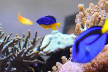 tropical and colorful fishes swimming underwater in aquarium