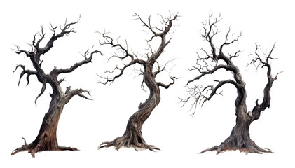 Ancient leafless trees on transparent background, artistic nature concept