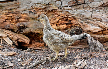 A juvenile Sooty Grouse (Dendragapus fuliginosus) in Yosemite National Park, California.
