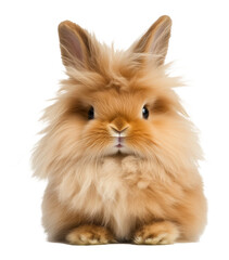 Obraz premium Fluffy brown rabbit with long fur, furry animal portrait. Adorable pet and Easter concept