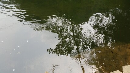La selva reflejada en la transparencia del agua
