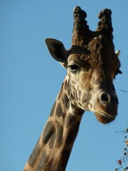 portrait of a giraffe