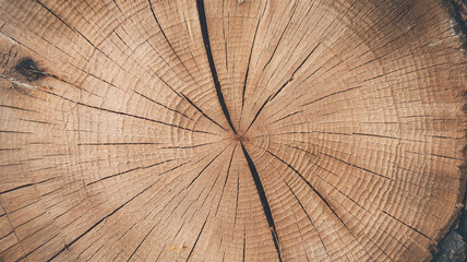 Fototapeta premium Close-up of a Sycamore tree cross-section showing detailed growth rings and natural cracks, ideal for woodworking, rustic designs, or scientific study of tree growth patterns. 