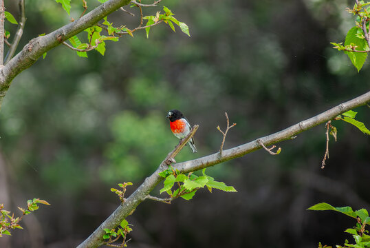Scarlet Robbin 