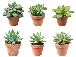 Fototapeta premium Set of succulents and potted plants isolated on a white background