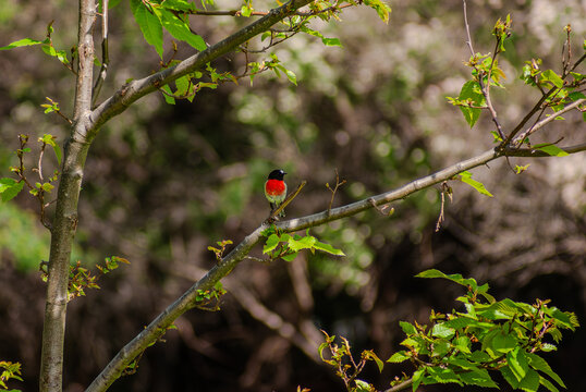 Scarlet Robbin 
