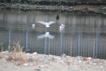 Image of seagulls flying in the sky over Imrang Beach
