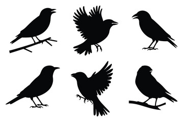 Set of finch bird silhouettes in various poses. isolated vector on white background.