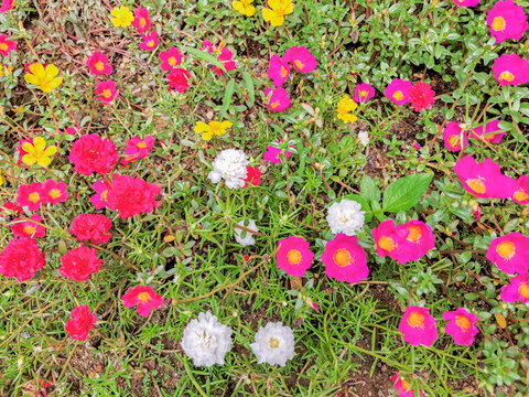 Bombay Silk Ornamental Plant. The portulaca purslane flower is a climbing plant 