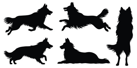 Set of border collie dog silhouettes in various poses. isolated vector on white background.