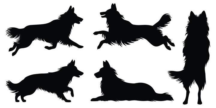 Set of border collie dog silhouettes in various poses. isolated vector on white background.