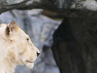 Profile headshot view of a female white lion looking into the distance in front of rock.