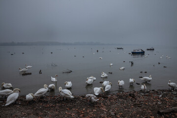 Fototapeta premium Selective blur on Swans gathering on the foggy shore of the Danube River in Belgrade during an autumn afternoon, highlighting a tranquil natural scene with wildlife.