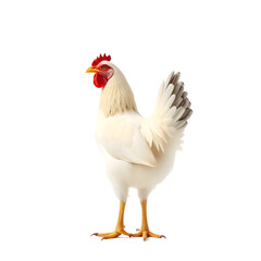 Fototapeta premium chicken isolated on white background