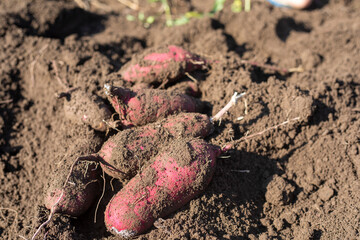 掘りたての薩摩芋
