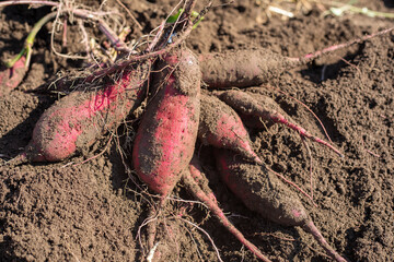 掘りたての紅はるか