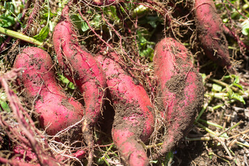 瑞々しい畑の薩摩芋