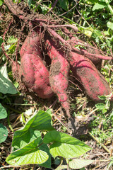 ツルに鈴なりのさつま芋