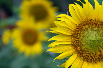 Yellow sunflowers blooming in field.