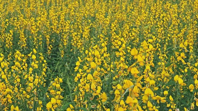 Beautiful fields of Sunn hemp flowers