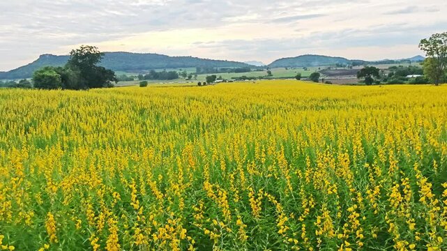 Beautiful fields of Sunn hemp flowers