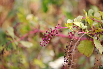秋の野山を彩るヨウシュヤマゴボウ