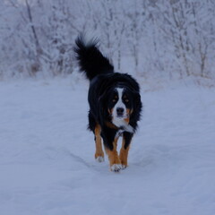 black and white dog,Winter, snow