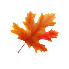 Obraz premium Vibrant Autumn Maple Leaf - Isolated on White Background