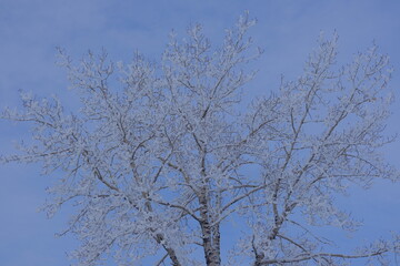 branches against in blue sky,  Snow covered in Tree, winter