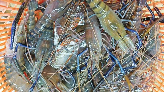 Fresh shrimp in the market
