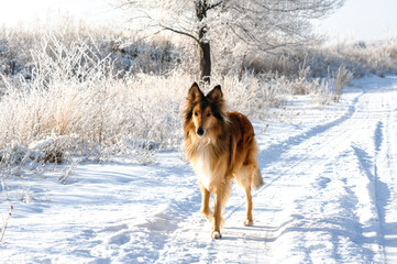 german shepherd dog in snow
