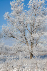 tree in snow