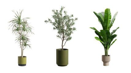 Decorative Plants Over Transparent Background