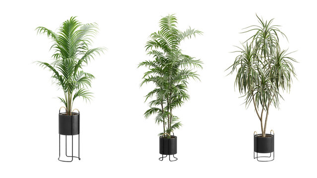 Decorative Plants Over Transparent Background