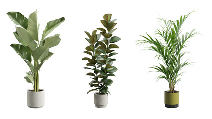 Decorative Plants Over Transparent Background