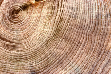 Slice of wood timber with juniper tree rings as natural geometric pattern, abstract nature background, mocha mousse trend color 2024. Natural wooden organic textures, brown beige gradient, macro photo