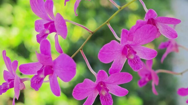 Pink Dendrobium Orchid