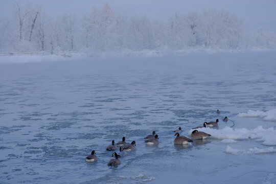 ducks in the snow,  Cannada Goose, winter