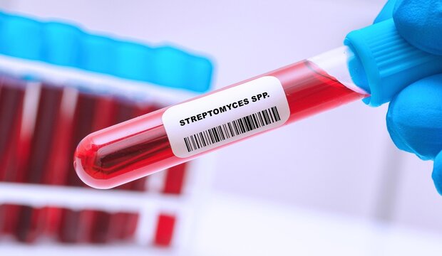 Streptomyces spp