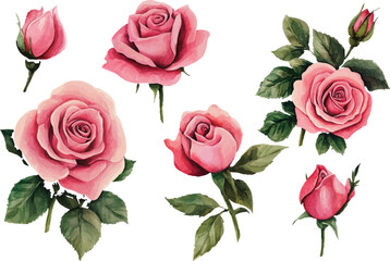 Romantic Watercolor Pink Rose Flower Clipart