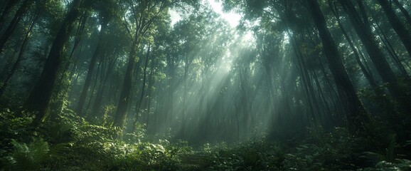 Obraz premium Sunbeams pierce through a mystical, fog-laden forest, illuminating the lush green undergrowth and tall trees.