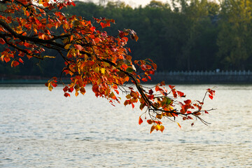 Fall trees and falling leaves