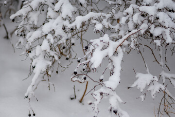 Snow on a branch. Winter concept.  High quality photo.