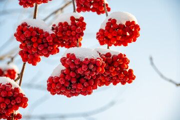 Red berries in snow on a branch. Winter concept.  High quality photo.