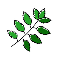 neem leaves ayurvedic herb color icon vector. neem leaves ayurvedic herb sign. isolated symbol illustration